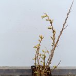 Rakytník rešetliakový (Hippophae rhamnoides) ´POLLMIX´ - výška 20-30 cm, kont. P9 - SAMEC